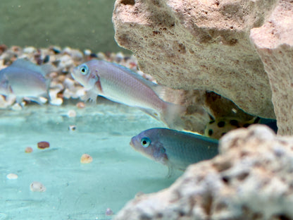 Kobaltblauer Zebrabuntbarsch Pseudotropheus zebra