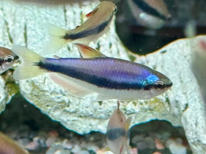 Königssalmler Inpaichthys kerri
