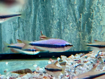 Königssalmler Inpaichthys kerri