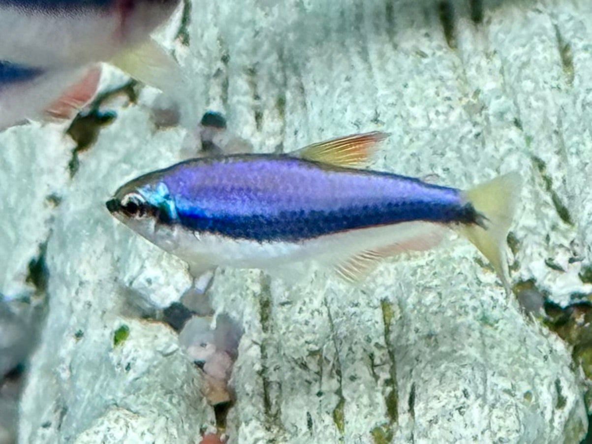 Königssalmler Inpaichthys kerri