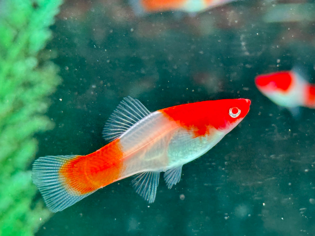 Kohaku Schwertträger Xiphophorus helleri