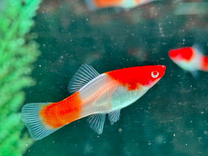 Kohaku Schwertträger Xiphophorus helleri