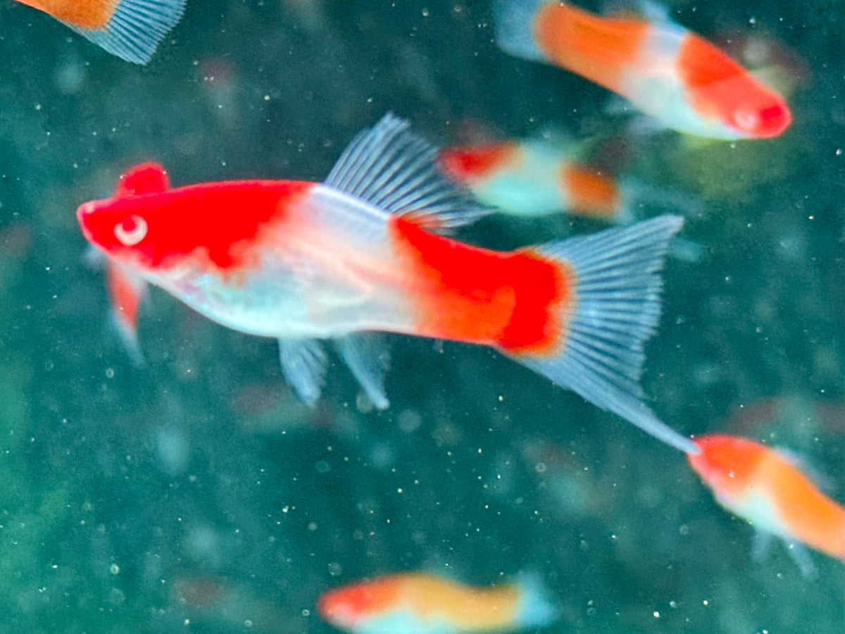 Kohaku Schwertträger Xiphophorus helleri