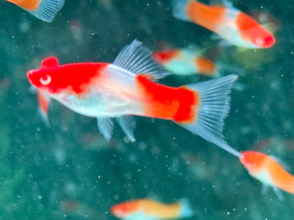 Kohaku Schwertträger Xiphophorus helleri
