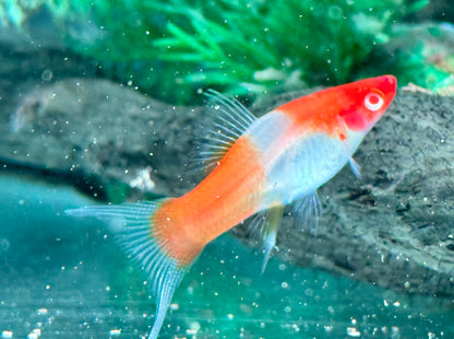 Kohaku Schwertträger Xiphophorus helleri