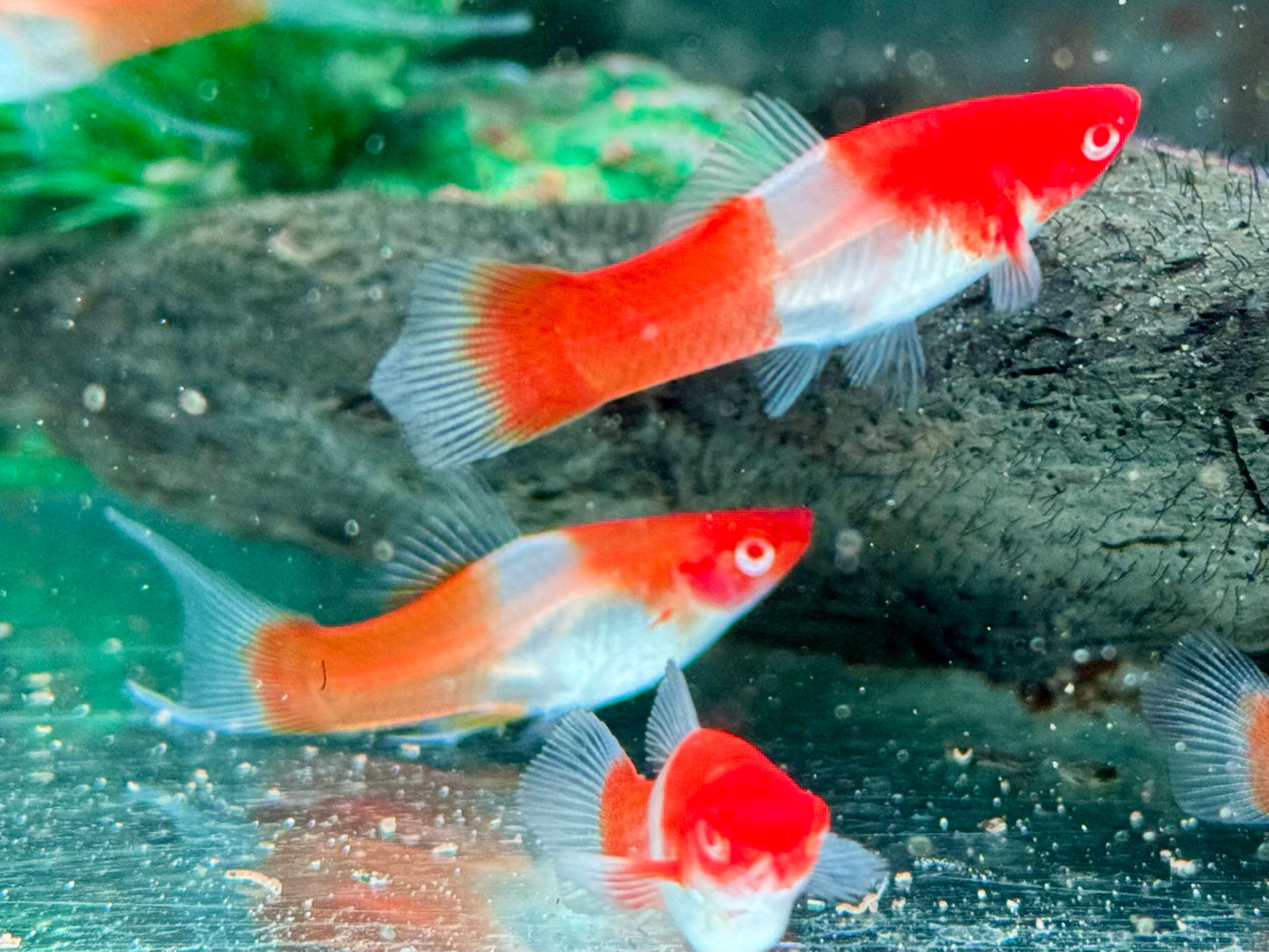 Kohaku Schwertträger Xiphophorus helleri
