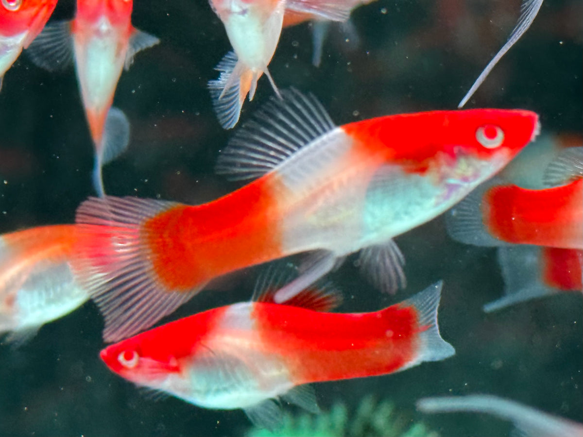Kohaku Schwertträger Xiphophorus helleri