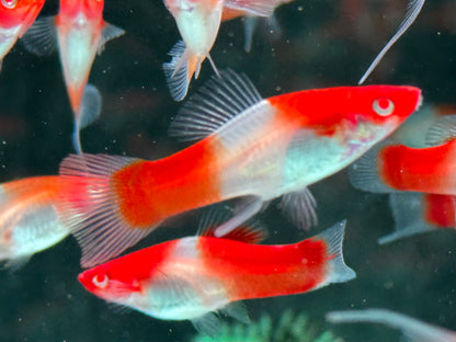 Kohaku Schwertträger Xiphophorus helleri