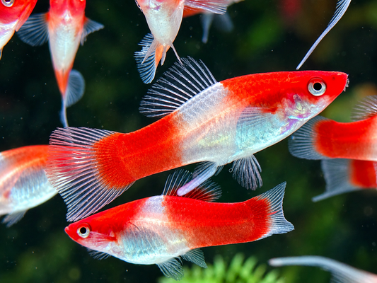 Kohaku Schwertträger Xiphophorus helleri