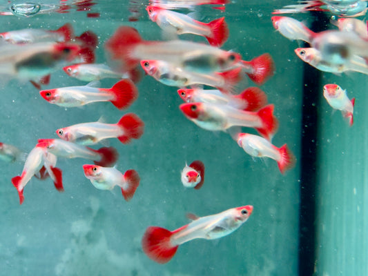 Red Cap Koi Guppy Poecilia reticulata Weibchen
