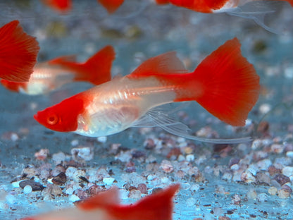 Koi Ribbon Albino Guppy Poecilia reticulata Weibchen