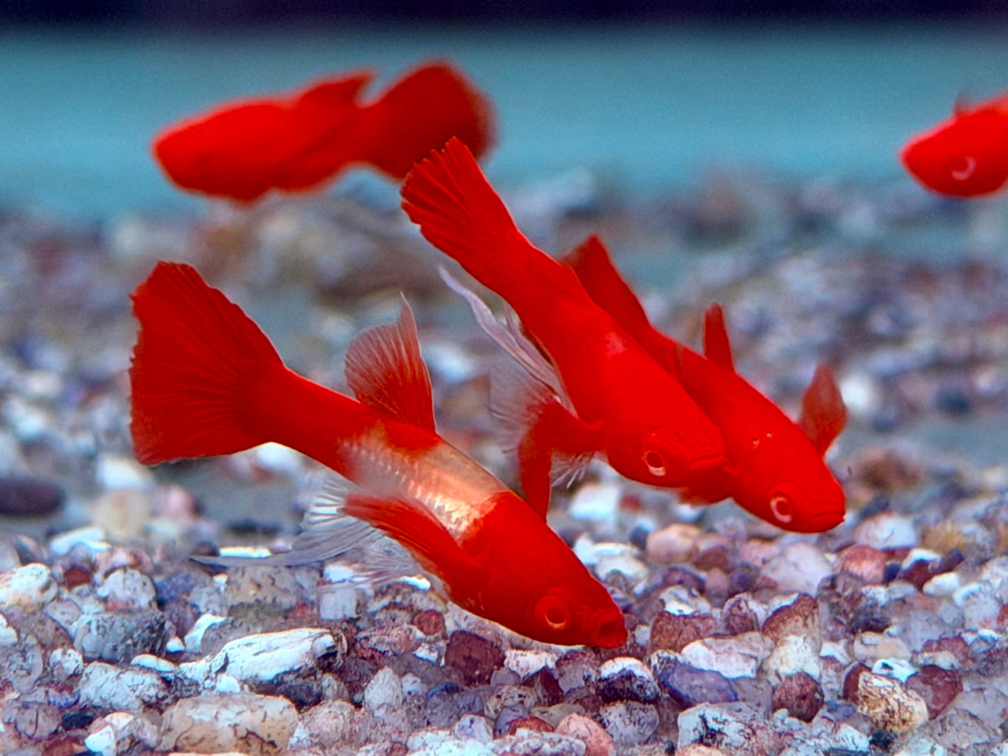 Koi Ribbon Albino Guppy Poecilia reticulata Männchen
