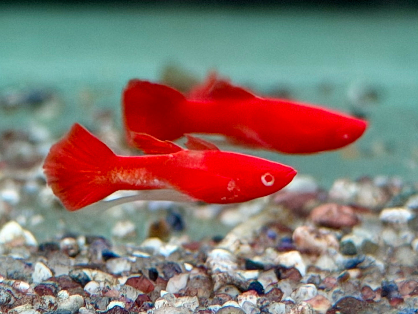 Koi Ribbon Albino Guppy Poecilia reticulata Männchen