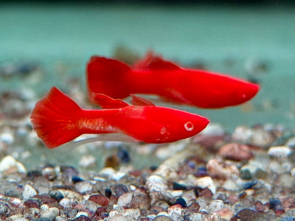 Koi Ribbon Albino Guppy Poecilia reticulata Männchen
