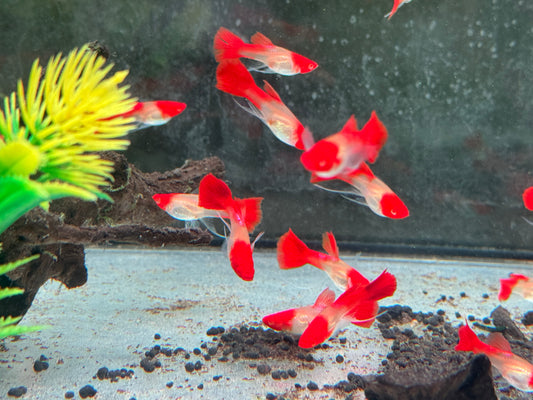 Koi Ribbon Albino Guppy Poecilia reticulata Weibchen