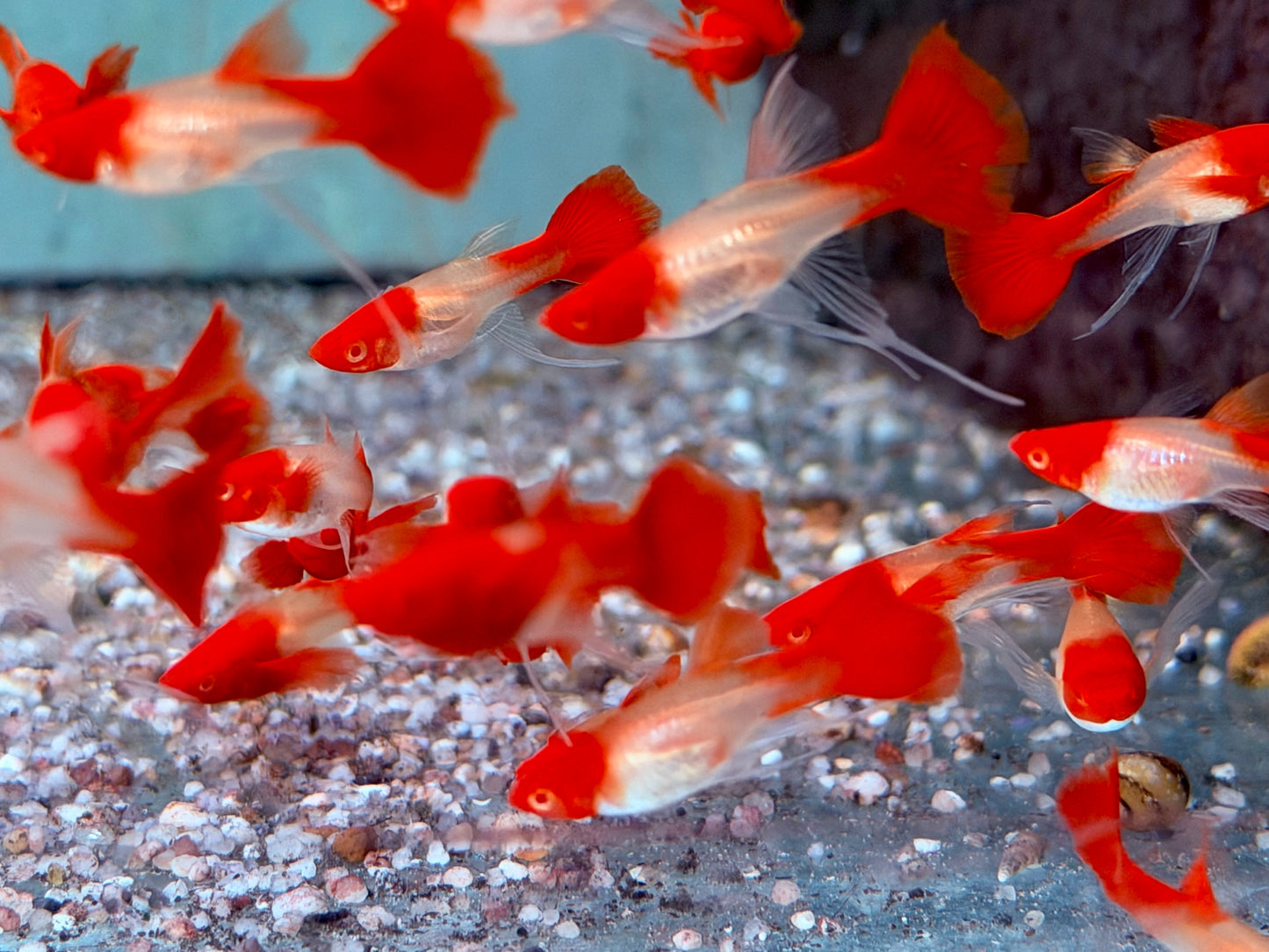 Koi Ribbon Albino Guppy Poecilia reticulata Weibchen