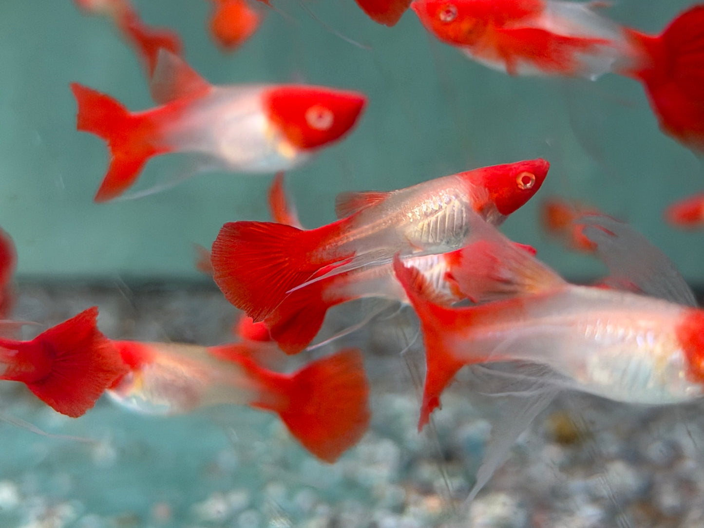 Koi Ribbon Albino Guppy Poecilia reticulata Weibchen