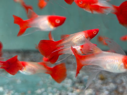 Koi Ribbon Albino Guppy Poecilia reticulata Weibchen