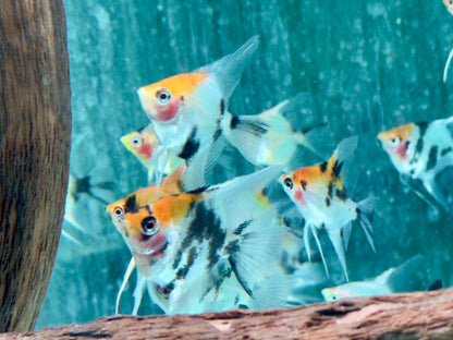 Koi Skalar Pterophyllum scalare