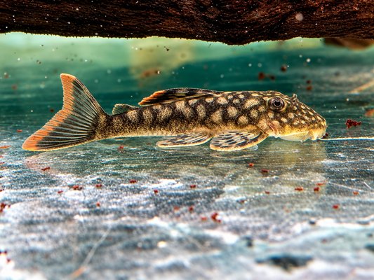 L106 Orinoko Guyanaharnischwels Guyanancistrus guahiborum
