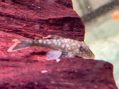 L106 Orinoko Guyanaharnischwels Guyanancistrus guahiborum
