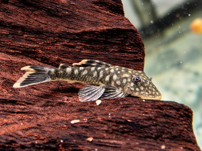 L106 Orinoko Guyanaharnischwels Guyanancistrus guahiborum