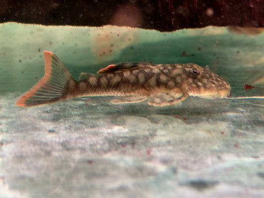 L106 Orinoko Guyanaharnischwels Guyanancistrus guahiborum