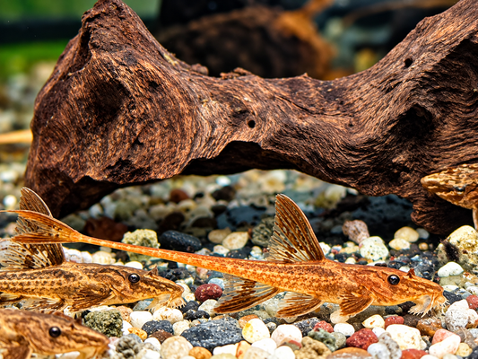 L10a Roter Hexenwels Rinoloricaria sp.