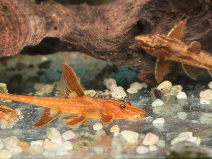 L10a Roter Hexenwels Rinoloricaria sp.