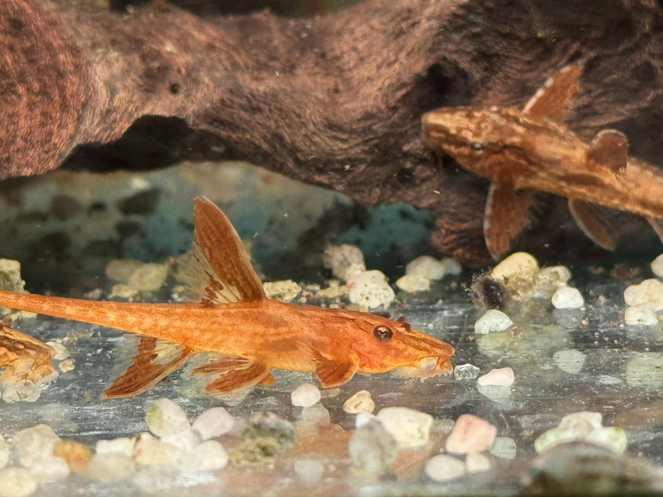 Welse online kaufen - Große Auswahl 🐠 zierfische-online.com