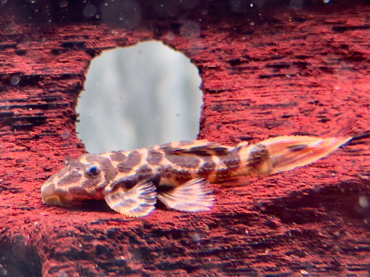 L114 Leopard Kaktuswels Pseudacanthicus cf.