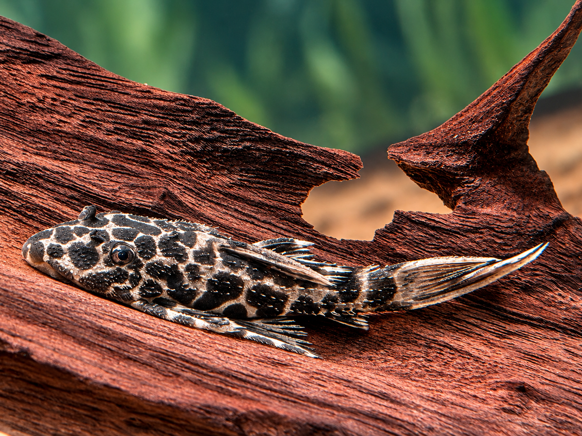 L114 Leopard Kaktuswels Pseudacanthicus cf. 5-6 cm