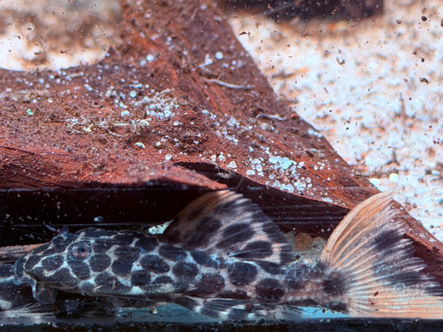 L114 Leopard Kaktuswels Pseudacanthicus cf. 5-6 cm
