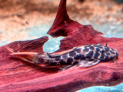 L114 Leopard Kaktuswels Pseudacanthicus cf. 5-6 cm