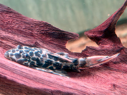 L114 Leopard Kaktuswels Pseudacanthicus cf. 5-6 cm