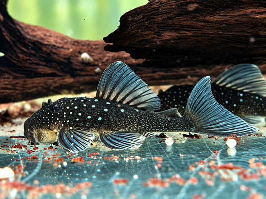 L128 Blauer Phantomwels Hemiancistrus sp. 3,5-4 cm