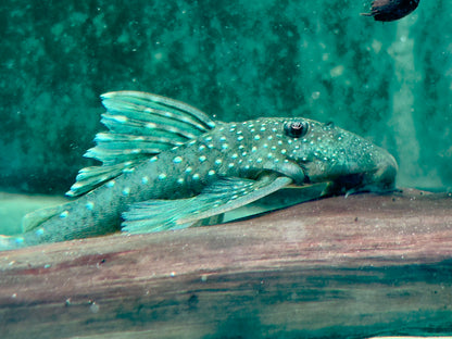 L128 Blauer Phantomwels Hemiancistrus sp. 10-13 cm