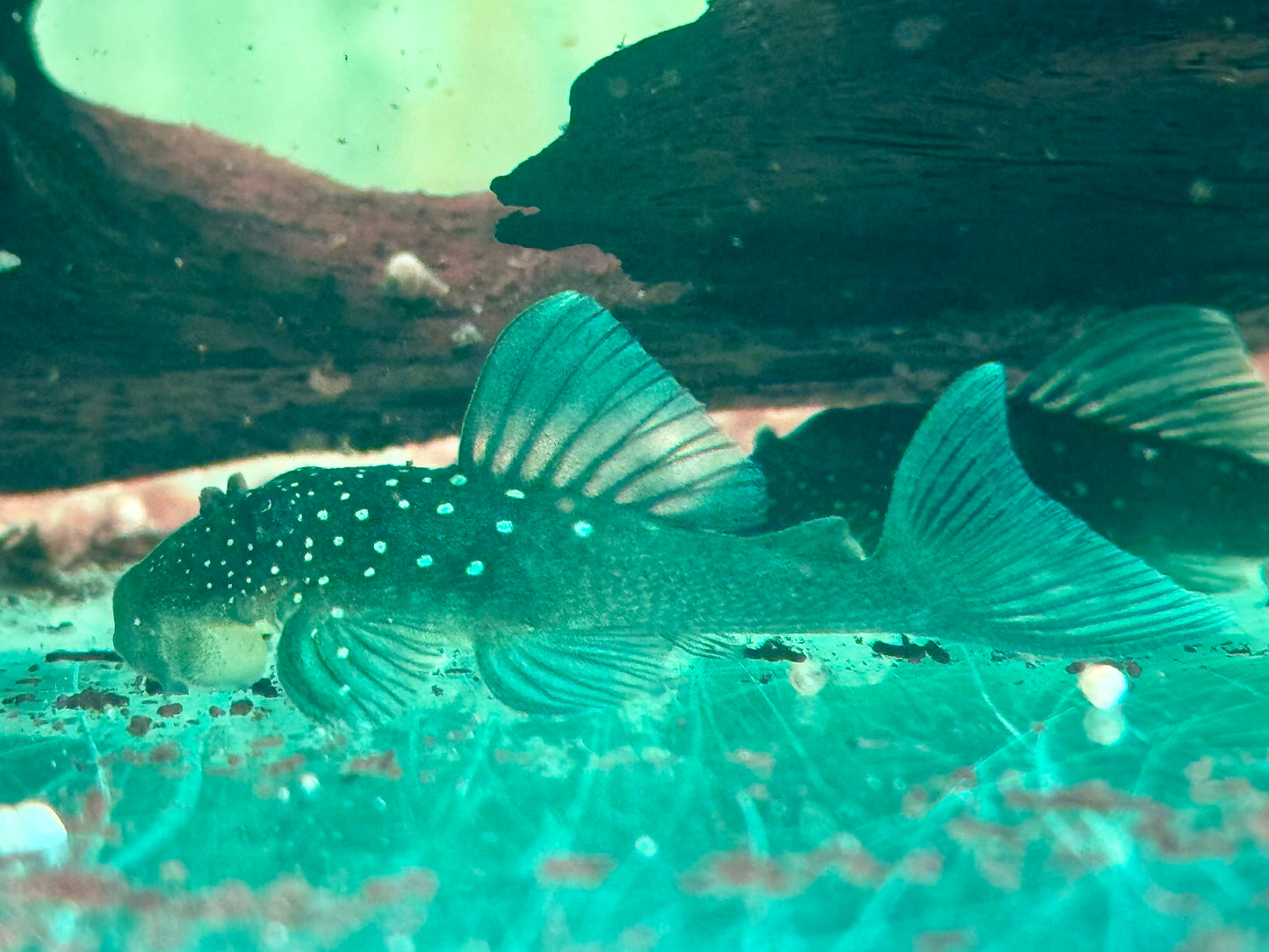 L128 Blauer Phantomwels Hemiancistrus sp.