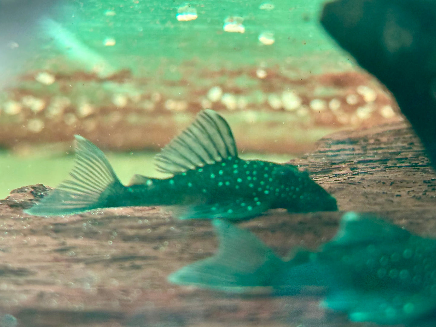 L128 Blauer Phantomwels Hemiancistrus sp.