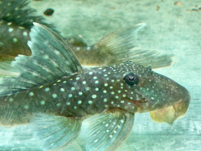 L128 Blauer Phantomwels Hemiancistrus sp. 10-13 cm