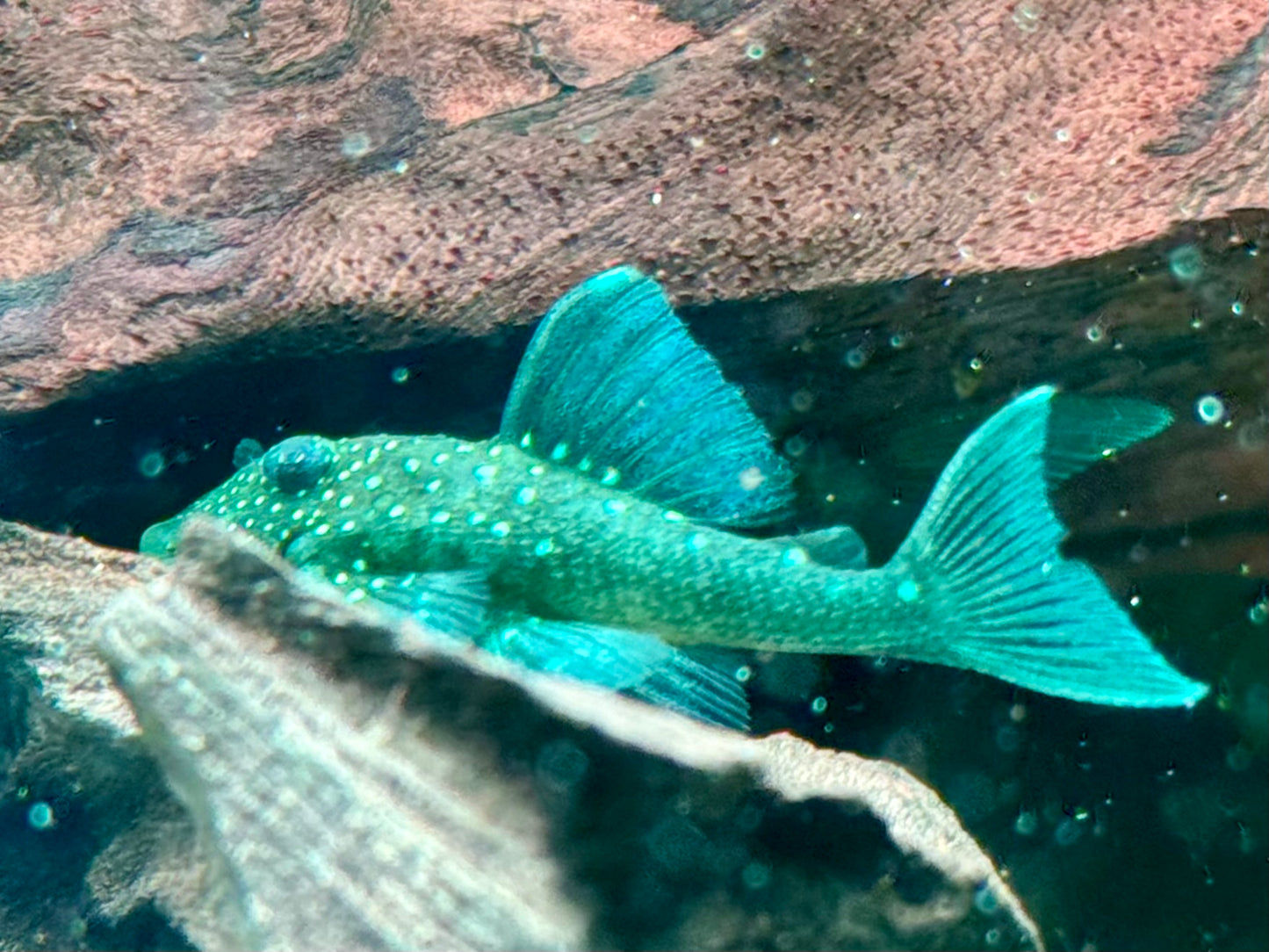 L128 Blauer Phantomwels Hemiancistrus sp.