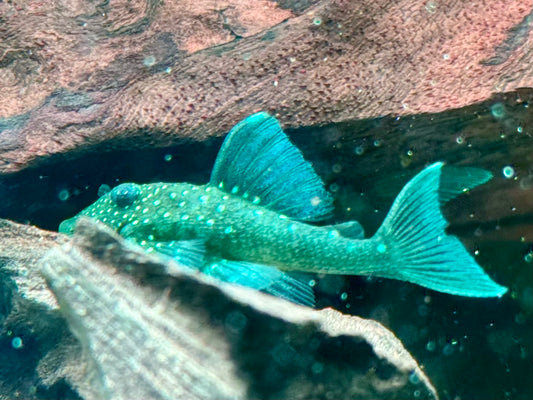 L128 Blauer Phantomwels Hemiancistrus sp.