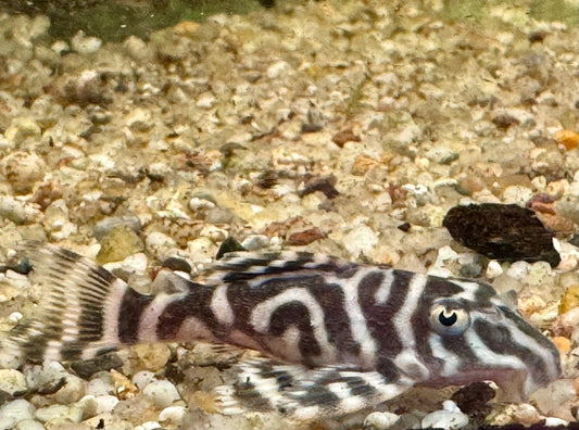 L129 Kolumbianischer Zebrawels Hypancistrus debilittera