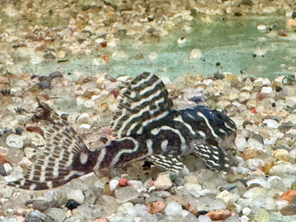 L129 Kolumbianischer Zebrawels Hypancistrus debilittera