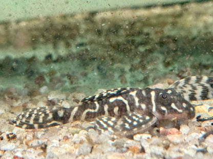 L129 Kolumbianischer Zebrawels Hypancistrus debilittera