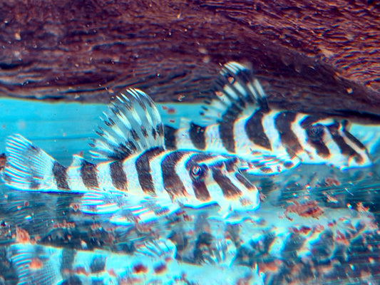 L134 Rio Tapajos Zebra Peckoltia compta NZ ca. 3,6-4 cm