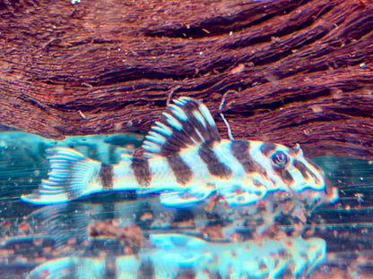 L134 Rio Tapajos Zebra Peckoltia compta NZ ca. 3,6-4 cm