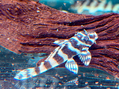 L134 Rio Tapajos Zebra Peckoltia compta NZ ca. 3,6-4 cm