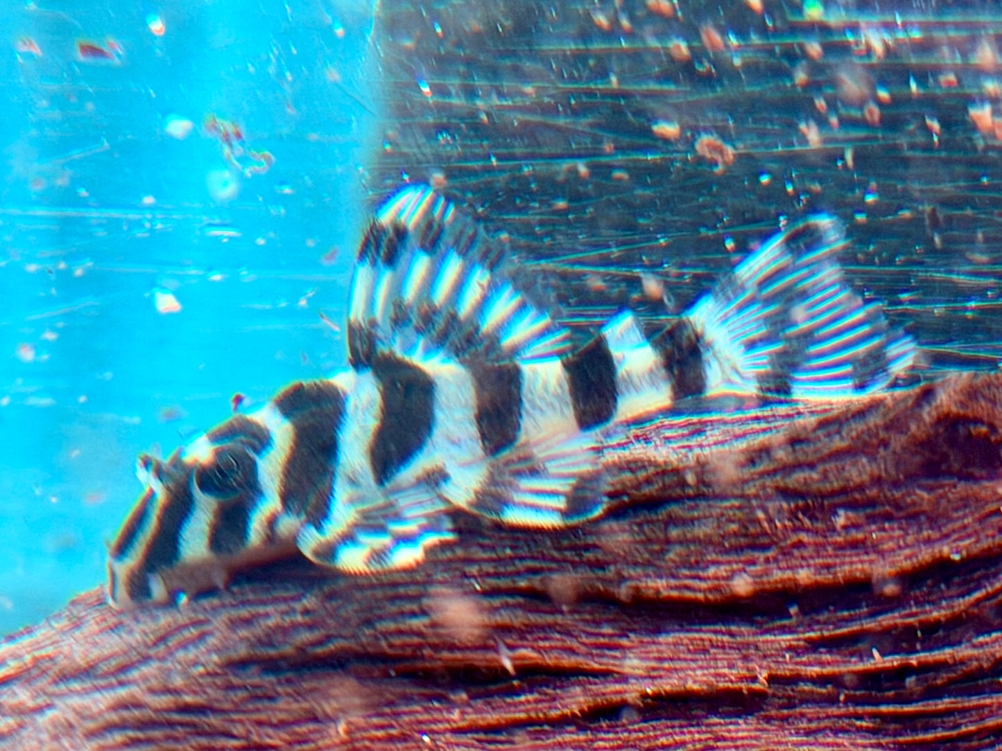L134 Rio Tapajos Zebra Peckoltia compta NZ ca. 3,6-4 cm