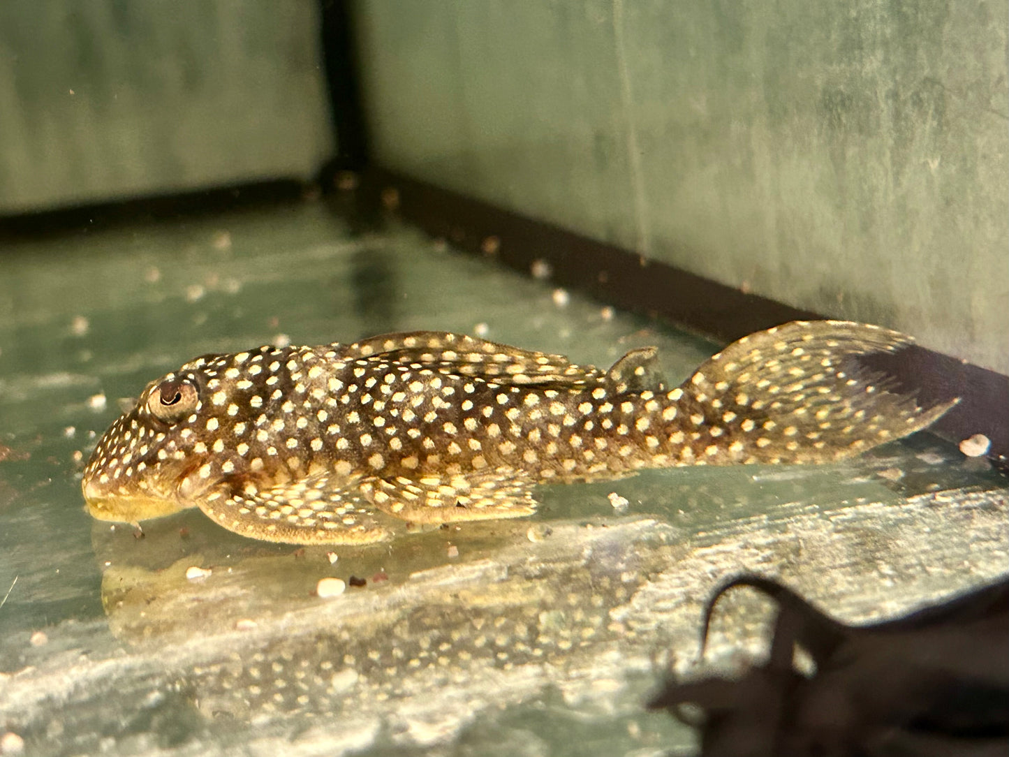L136 Demini Engelsharnischwels Hypancistrus sp.